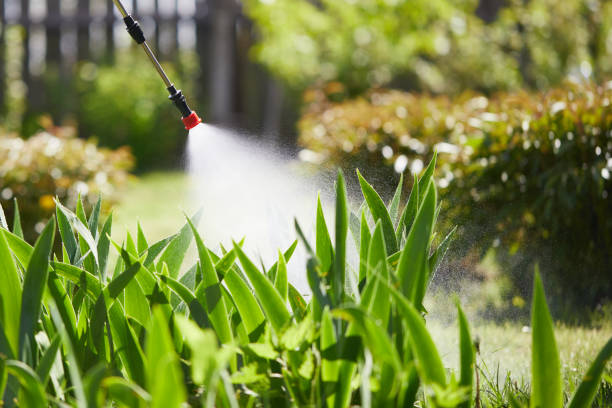 24/7 Emergency Termite Control experts in Longview, TX